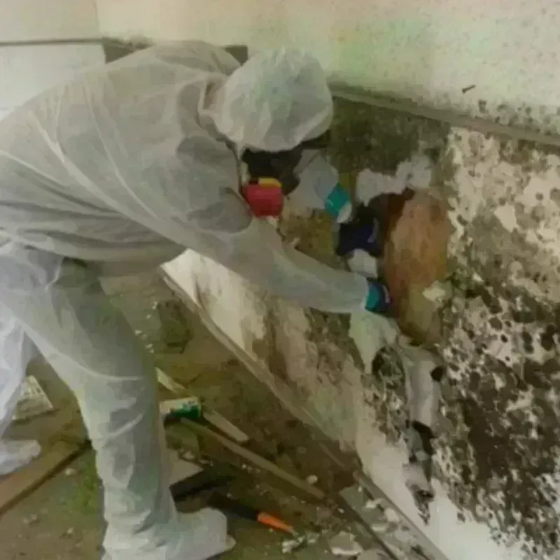 Mold Remediation and Removal in Mount Healthy Heights, OH